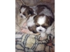 2 shih tzu boys