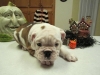 Cute-and-healthy-English-Bulldog-Puppies-for-Adoption